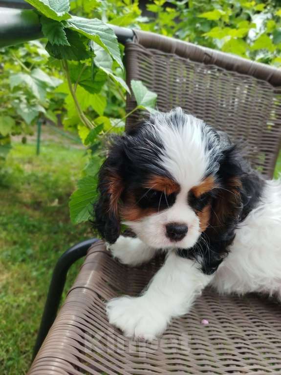 Собаки в Иваново: Девочка триколор, просто очаровашка. Девочка, Бесплатно - фото 2