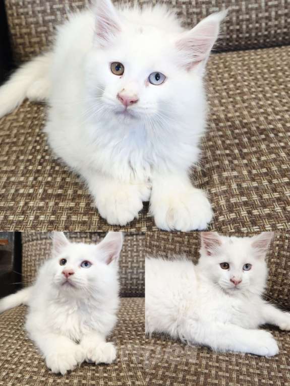 Кошки в Москве: Мейн-кун полидак Мальчик, 130 000 руб. - фото 3