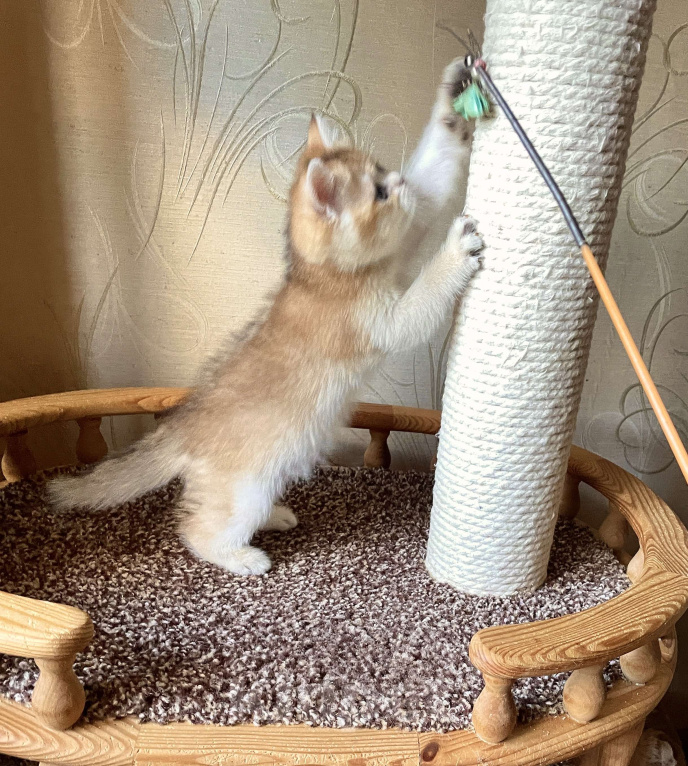 Кошки в Волгограде: Котёнок золотого окраса Девочка, Бесплатно - фото 3