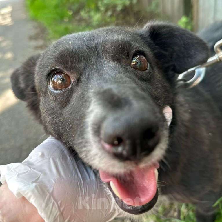 Собаки в Москве: Маленькая собачка пропадает в приюте 💔 Девочка, Бесплатно - фото 3