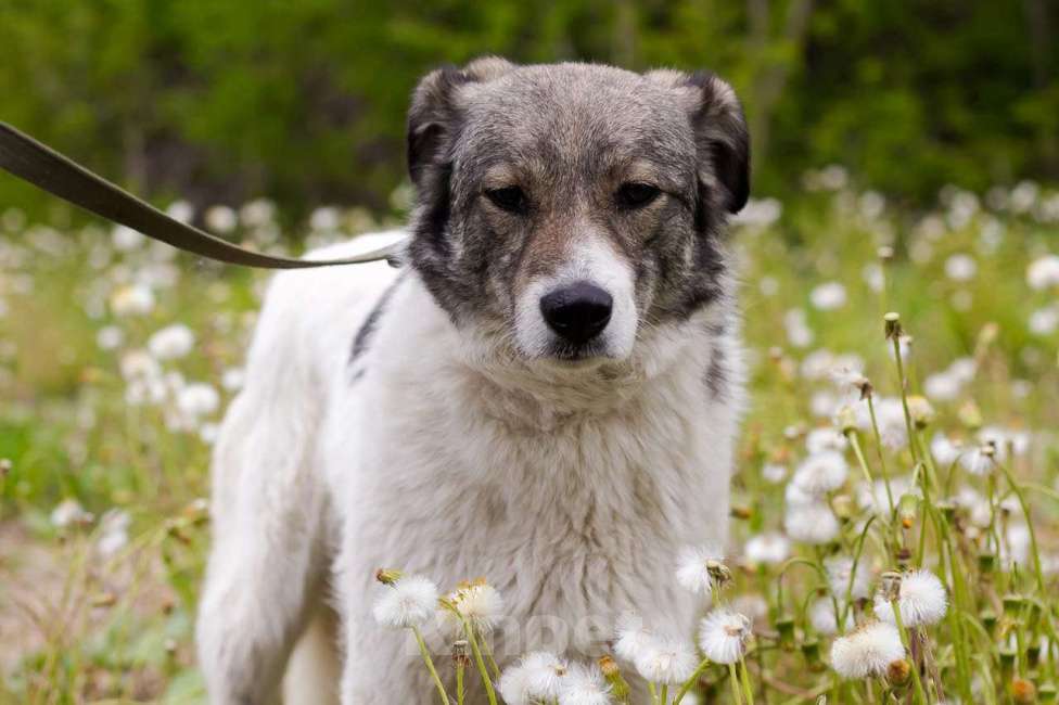 Собаки в Москве: Тутси Девочка, Бесплатно - фото 5