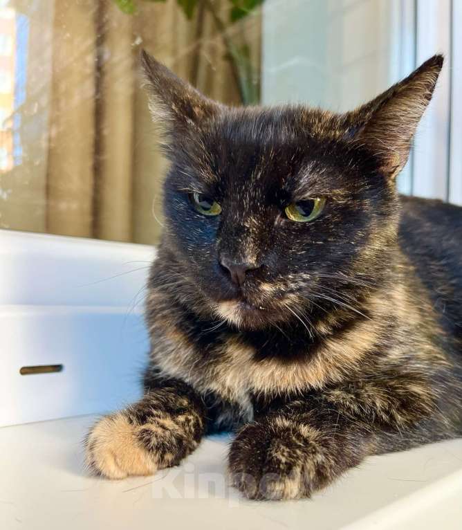 Кошки в Москве: Ласковая плюшевая кошечка Скарлет в добрые руки Девочка, Бесплатно - фото 6