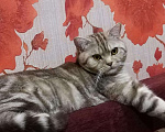 Кошки в Волгограде: ВЯЗКА с Красивым шотландским тигрулей, 2 000 руб. - фото 3