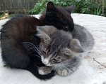 Кошки в Закаменске: Котята, Бесплатно - фото 3