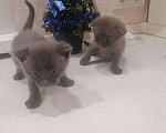 Кошки в Собинке: Британские вислоухие дети, 2 300 руб. - фото 5