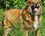 Собаки в Москве: Буран. Самый потрясающий пес в мире Мальчик, 1 руб. - фото 3