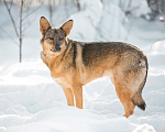Собаки в Ногинске: Мудрая Рейна, метис овчарки, ждет хозяина Девочка, 10 руб. - фото 3
