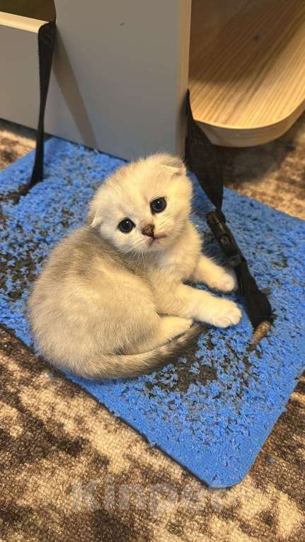 Кошки в Краснодаре: Шотландский вислоухий мальчик Мальчик, 5 000 руб. - фото 2