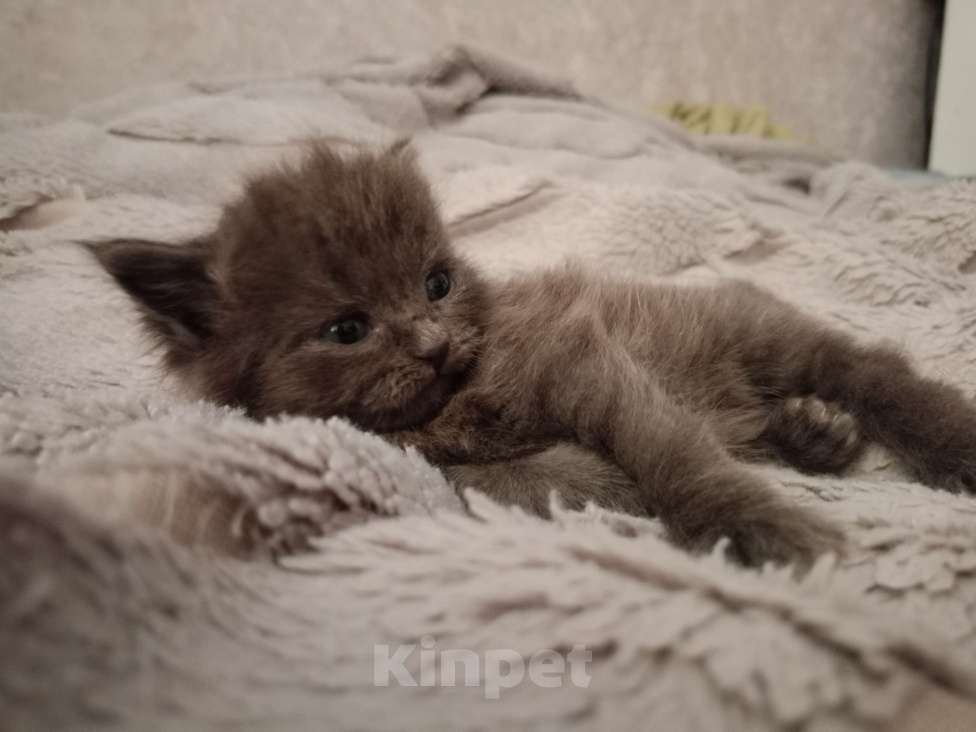 Кошки в Барнауле: Феликс Мальчик, 20 000 руб. - фото 3