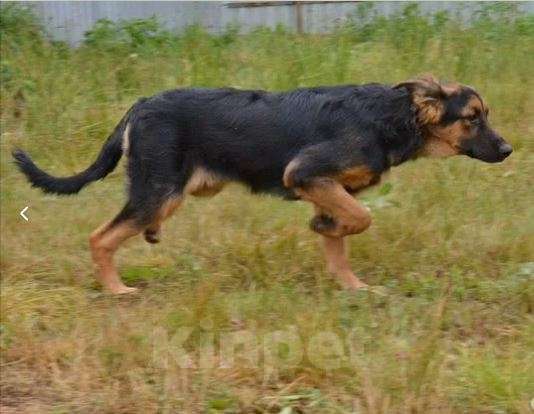 Собаки в Москве: Байкал Мальчик, Бесплатно - фото 4