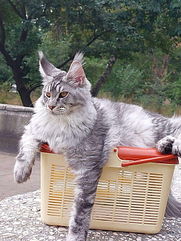 Объявление: Котята мейн-кун, 60 000 руб., Новороссийск