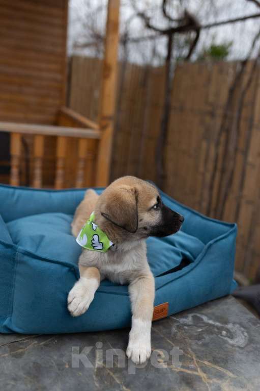 Собаки в Москве: Щенок анатолийской овчарки Эверест в добрые руки Мальчик, Бесплатно - фото 2