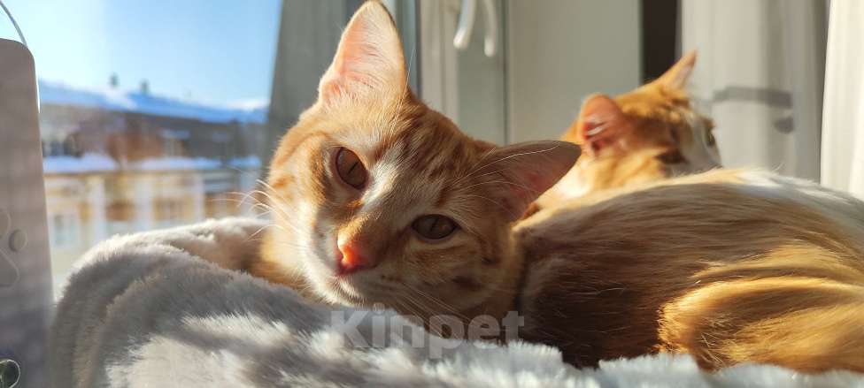 Кошки в Королеве: Котёнок рыжий девочка Девочка, 13 руб. - фото 7