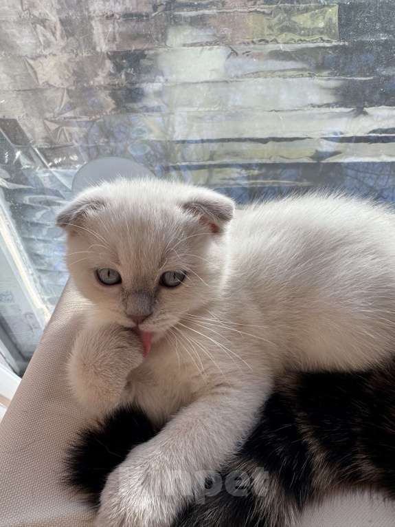 Кошки в Санкт-Петербурге: Шотландский вислоухий котик с документами Мальчик, 40 000 руб. - фото 1