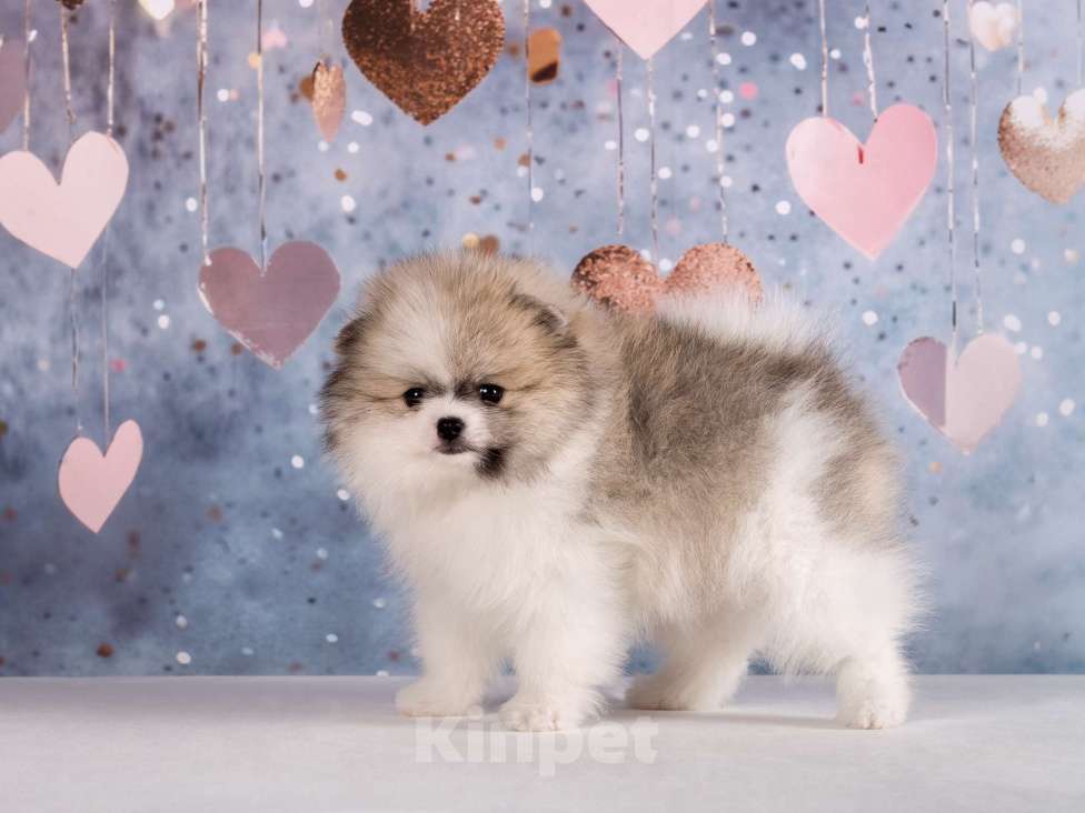 Собаки в Москве: Немецкий шпиц, щенок Девочка, 90 000 руб. - фото 5