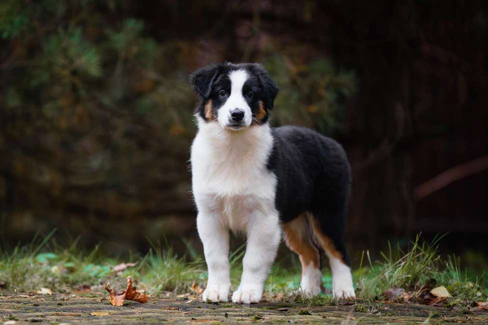 Собаки в Звенигороде: Щенки австралийской овчарки  Девочка, 50 000 руб. - фото 2