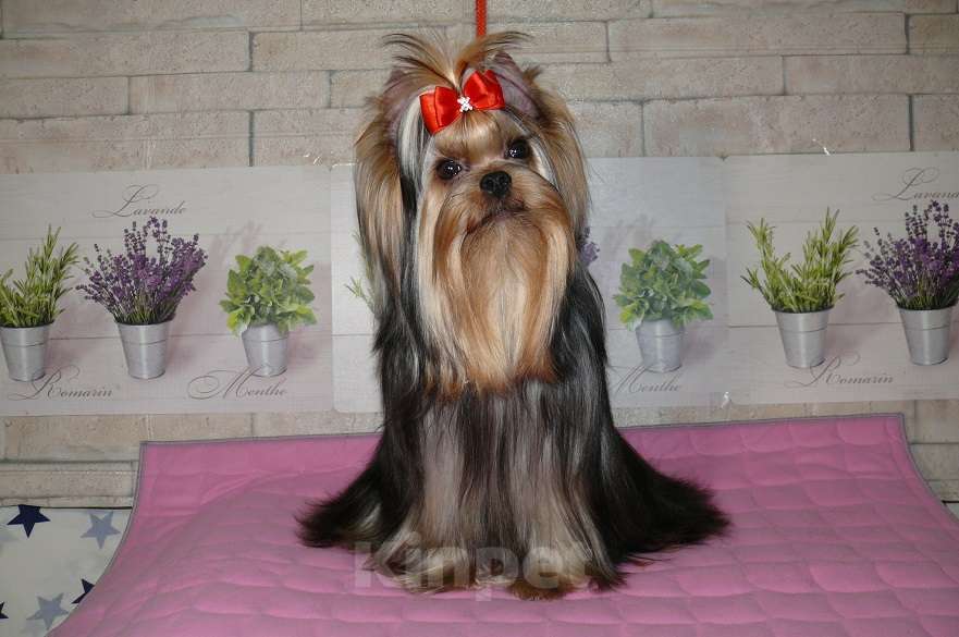 Собаки в Королеве: Мальчик 11 мес Мальчик, 25 000 руб. - фото 2