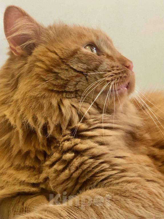 Кошки в Москве: Кот для эстетов - Абрикос ищет дом 💎 Мальчик, Бесплатно - фото 3