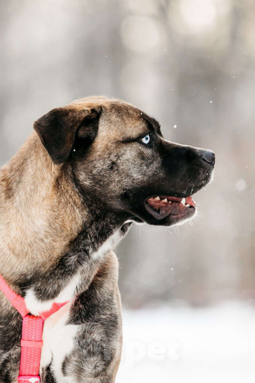 Собаки в Москве: Необычная девочка! Девочка, Бесплатно - фото 3