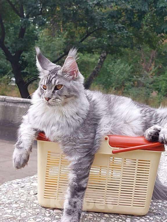 Кошки в Новороссийске: Котята мейн-кун Девочка, 60 000 руб. - фото 1