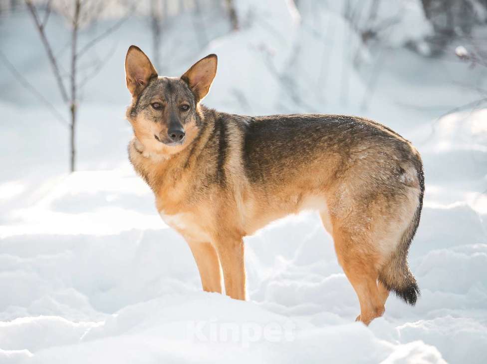 Собаки в Ногинске: Мудрая Рейна, метис овчарки, ждет хозяина Девочка, 10 руб. - фото 3