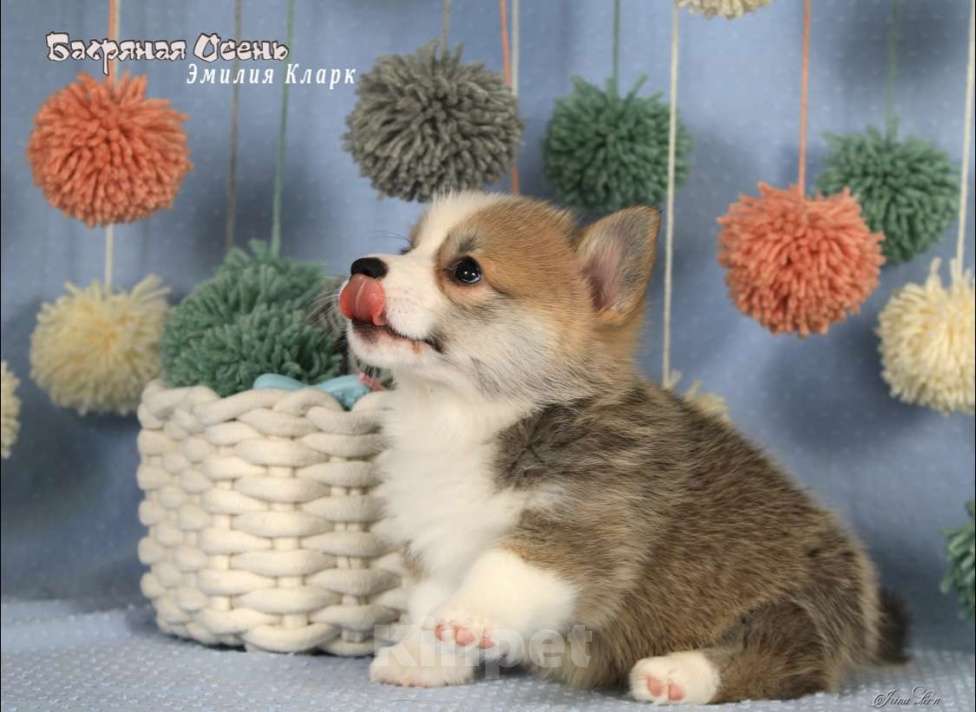 Собаки в Москве: Чакибусенок #3 невероятно мимимишная маленькая малышка, с добрым сердцем и желанием всем нравиться Девочка, Бесплатно - фото 6