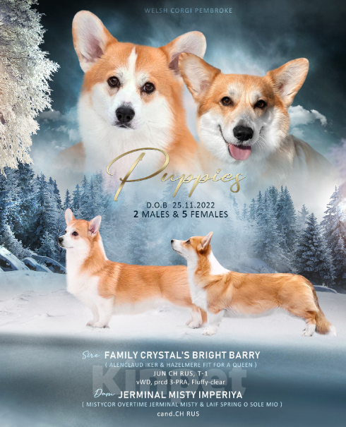 Собаки в Москве: Щенки вельш Корги пемброк Девочка, 60 000 руб. - фото 8