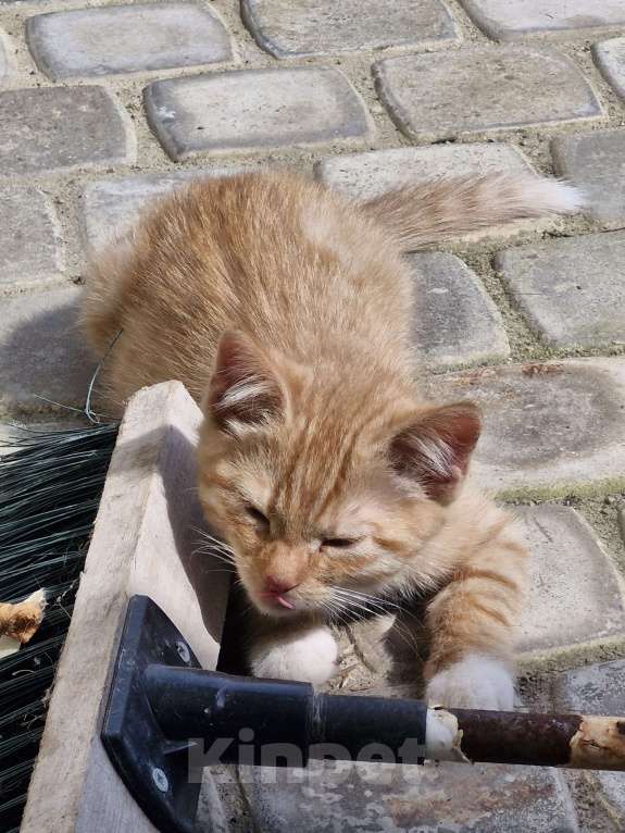 Кошки в других городах Ленинградской области: Кузя Мальчик, Бесплатно - фото 4