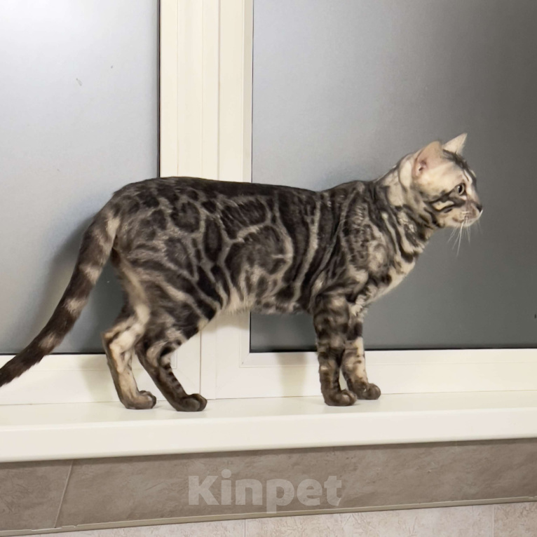 Кошки в Москве: Молодой бенгальский кот Мальчик, 5 000 руб. - фото 1