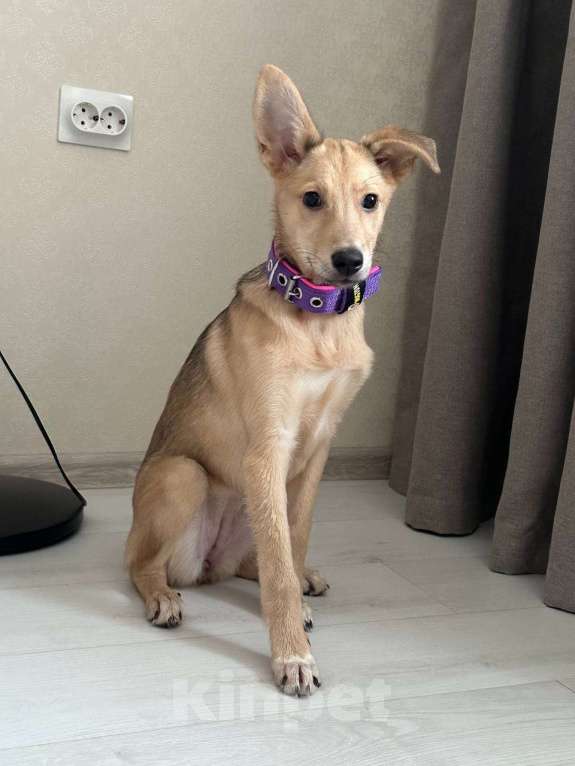 Собаки в Уфе: Щенок Девочка, 300 руб. - фото 6