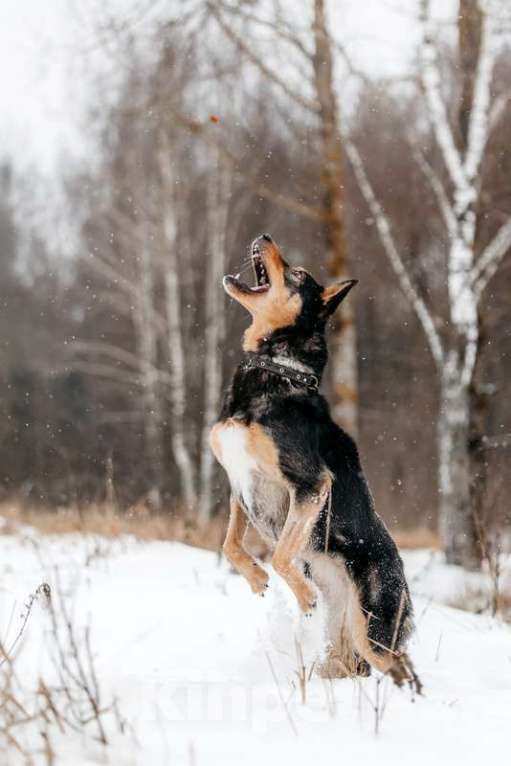 Собаки в Москве: Нежная и ласковая Дора с человеческим взглядом ищет дом Девочка, 1 руб. - фото 8