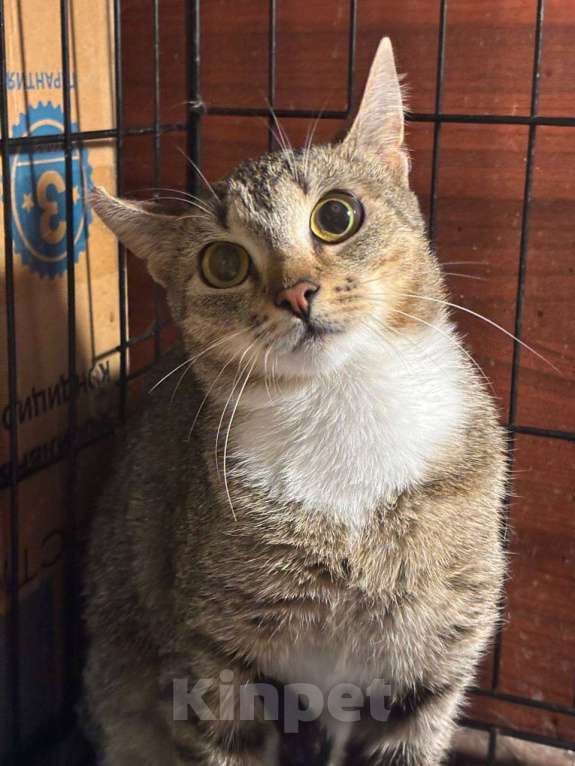 Кошки в Санкт-Петербурге: Кошка в добрые руки Девочка, Бесплатно - фото 2