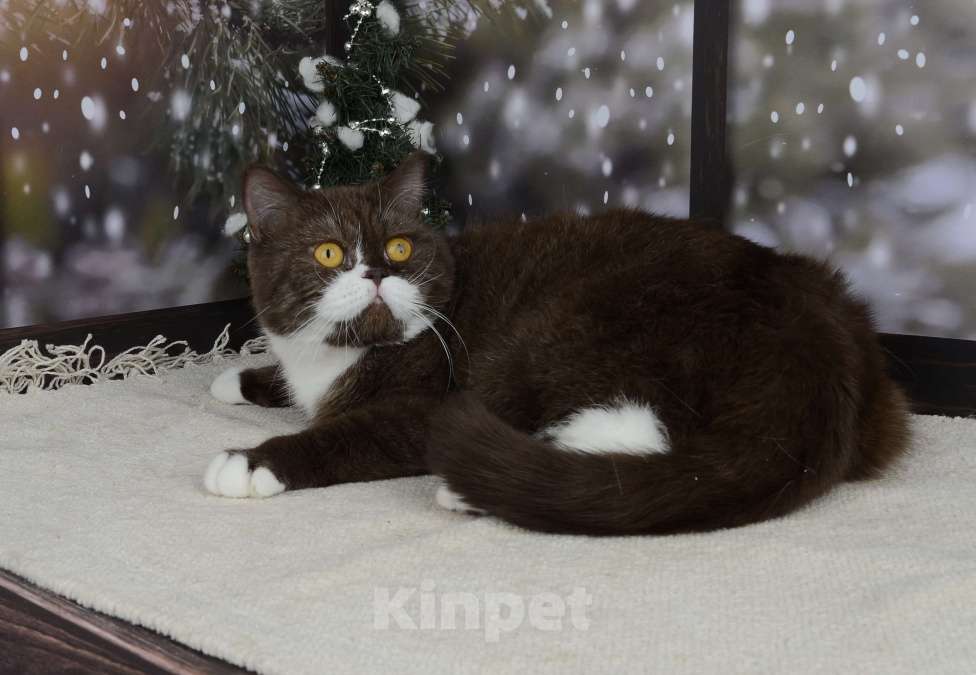 Кошки в Санкт-Петербурге: Британская кошечка шоколадный биколор Девочка, 33 000 руб. - фото 9