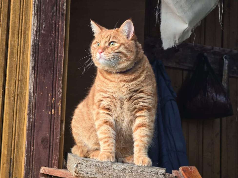 Кошки в Москве: Кот Симба в добрые руки Мальчик, Бесплатно - фото 1