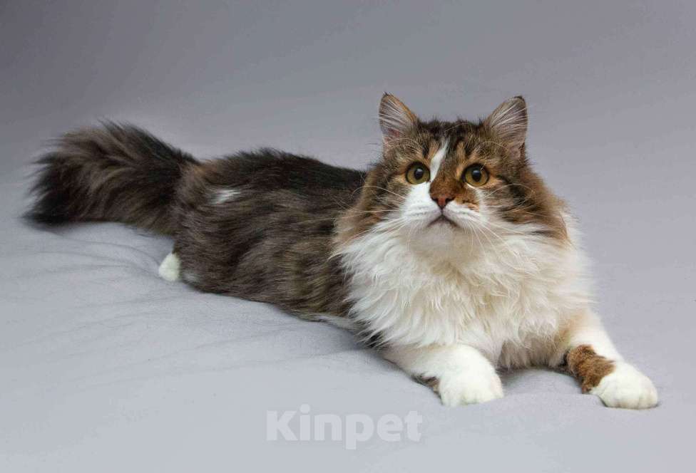 Кошки в Москве: Нежный ласковый котик Симон в добрые руки Мальчик, Бесплатно - фото 9