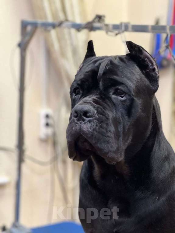 Собаки в Москве: Крупные щенки Кане-Корсо Мальчик, 120 000 руб. - фото 5