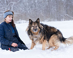 Собаки в Москве: Метис длинношёрстной овчарки в дар Мальчик, Бесплатно - фото 4