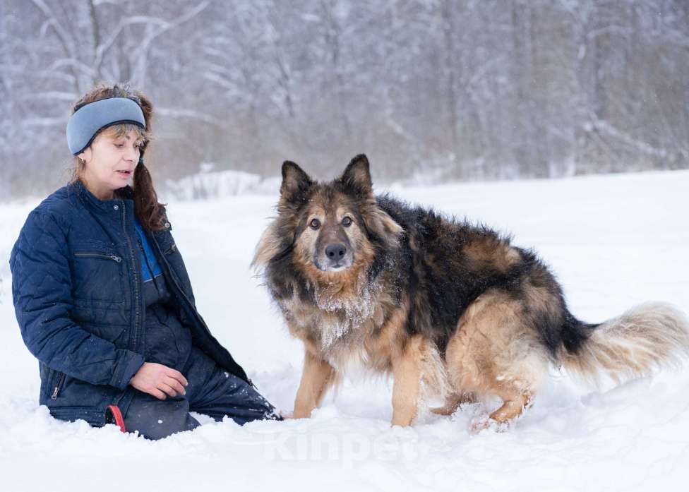Собаки в Москве: Метис длинношёрстной овчарки в дар Мальчик, Бесплатно - фото 4