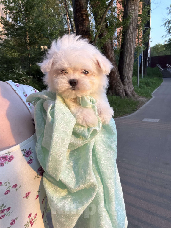 Собаки в Москве: Мальтипу бейби фейс Девочка, 60 000 руб. - фото 1