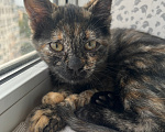 Кошки в Ростове-на-Дону: котенок в добрые руки Девочка, Бесплатно - фото 4