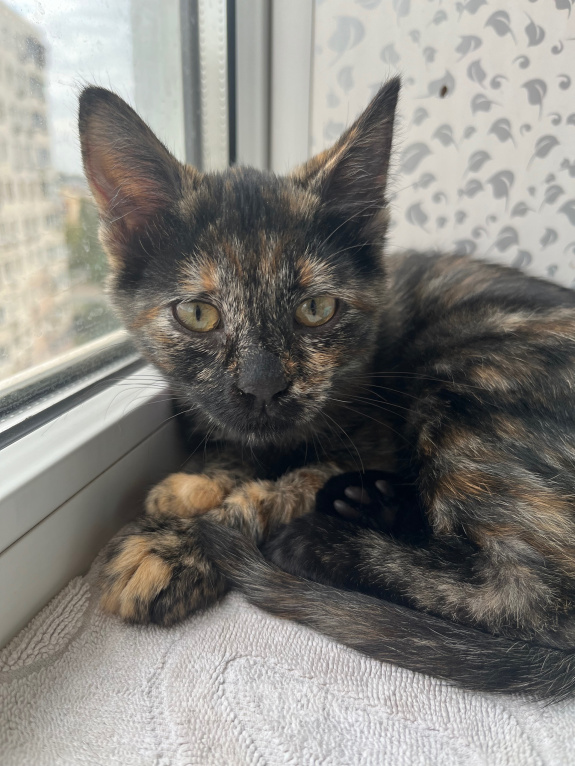 Кошки в Ростове-на-Дону: котенок в добрые руки Девочка, Бесплатно - фото 4