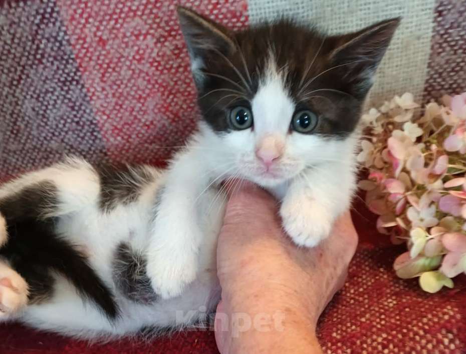 Кошки в Москве: Том Мальчик, Бесплатно - фото 2