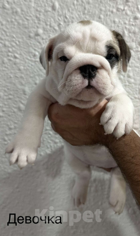 Собаки в Бузулуке: Продам щенков Английского бульдога Мальчик, Бесплатно - фото 5