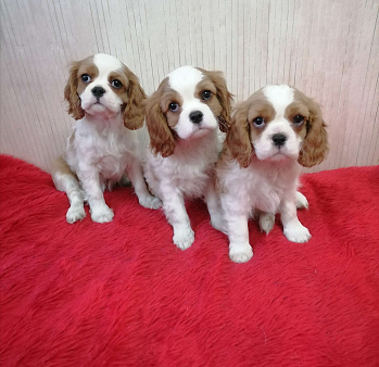 Кавалер Кинг Чарльз спаниель Мини и стандарт 