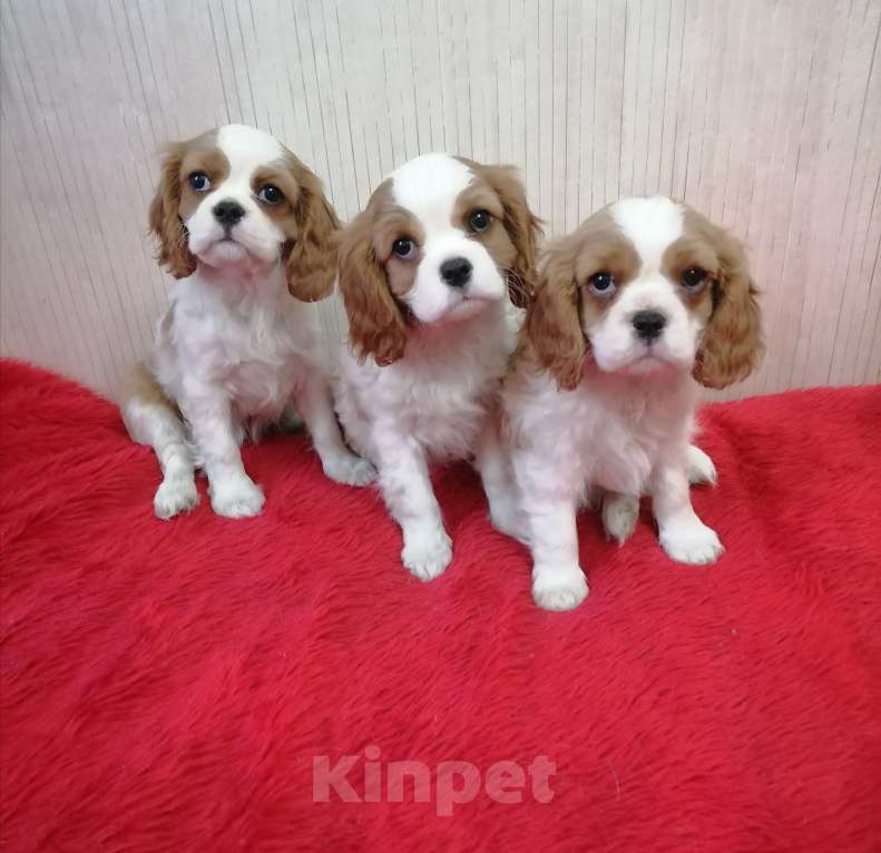 Собаки в Москве: Кавалер Кинг Чарльз спаниель Мини и стандарт  Девочка, 110 000 руб. - фото 1