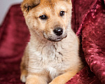 Собаки в Химках: Миниатюрный щенок из приюта ищет дом Девочка, Бесплатно - фото 3