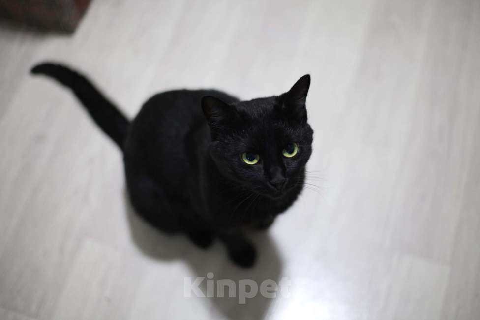 Кошки в Санкт-Петербурге: Стич — удивительный кот в добрые руки! Мальчик, Бесплатно - фото 3