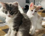 Кошки в Москве: котята домашние с паспортом и прививками Девочка, Бесплатно - фото 2