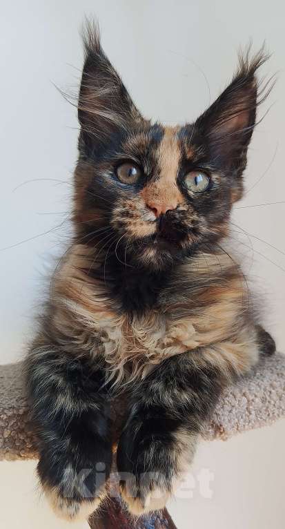 Кошки в Москве: Кошечка в любимцы или в разведение Девочка, 30 000 руб. - фото 3