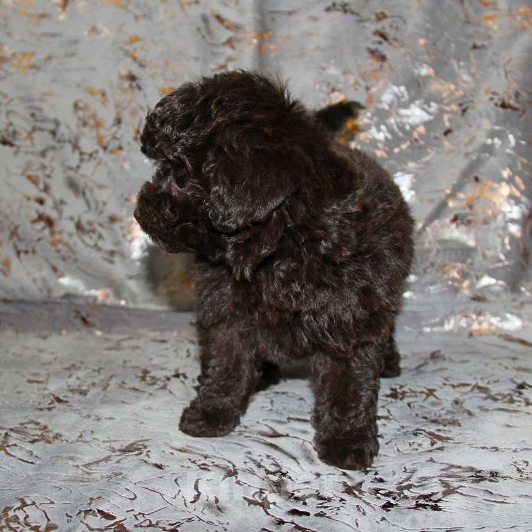 Собаки в Санкт-Петербурге: ❤️ Щенок той-пуделя девочка шоколадная. СПб Девочка, 80 000 руб. - фото 5
